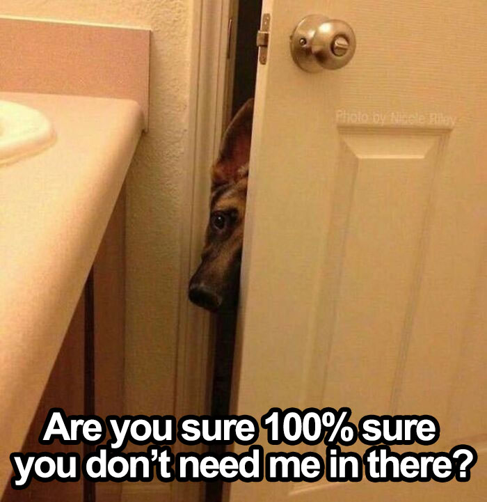 130 Of The Funniest Dog Memes Ever 130 Of The Funniest Dog Memes Ever