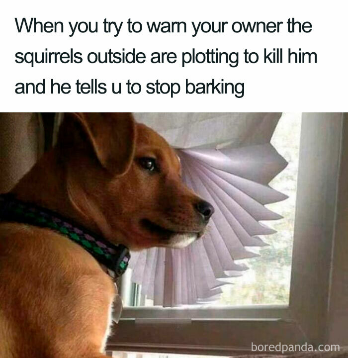 130 Of The Funniest Dog Memes Ever 130 Of The Funniest Dog Memes Ever