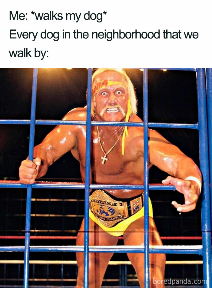 130 Of The Funniest Dog Memes Ever 130 Of The Funniest Dog Memes Ever