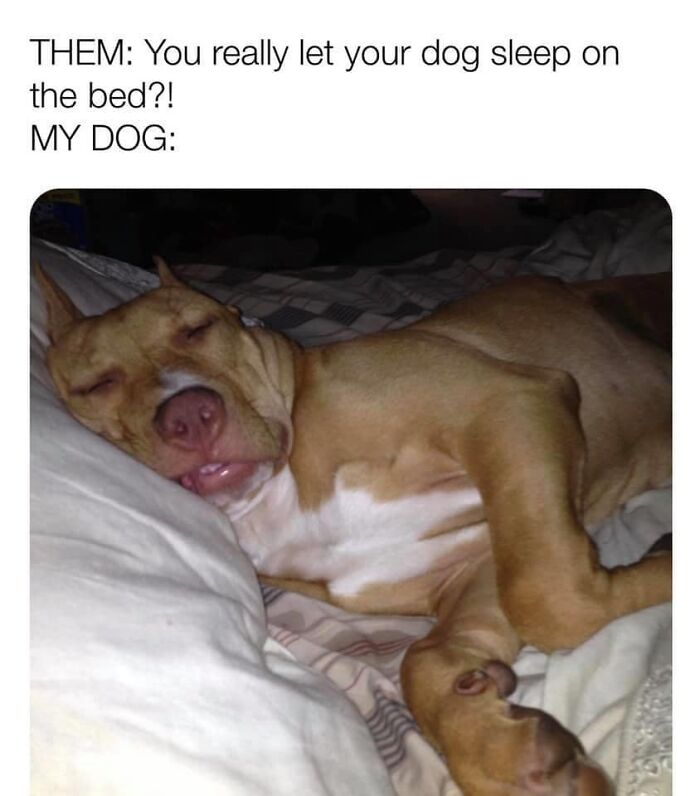 130 Of The Funniest Dog Memes Ever 130 Of The Funniest Dog Memes Ever