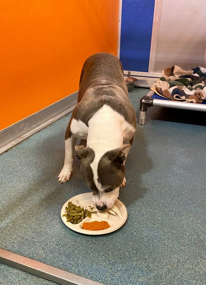 Nearly 80 Shelter Animals Get Treated To A Festive Thanksgiving Meal Nearly 80 Shelter Animals Get Treated To A Festive Thanksgiving Meal