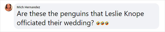 Incredibly Caring Gay Penguin Couple Hatch A Second Neglected Egg After The Zookeepers Notice Them Trying To Hatch A Rock Incredibly Caring Gay Penguin Couple Hatch A Second Neglected Egg After The Zookeepers Notice Them Trying To Hatch A Rock