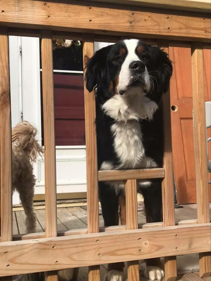 31 Dog Owners Show Off Some Of The Coolest Things They Did For Their Dogs In The “I Did It For My Dog” Challenge On Facebook