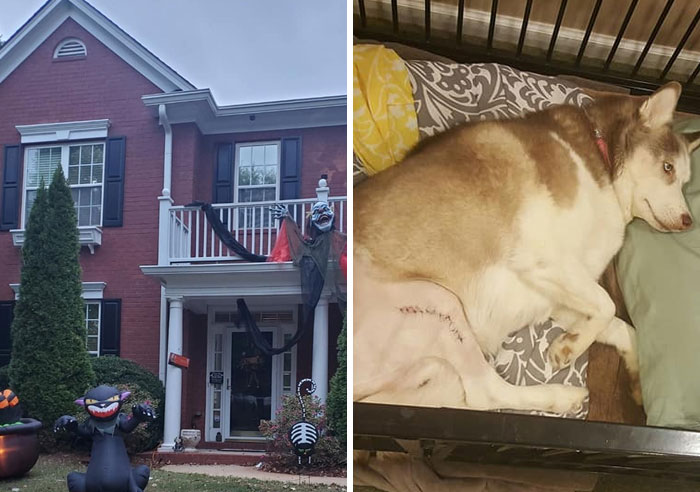 31 Dog Owners Show Off Some Of The Coolest Things They Did For Their Dogs In The “I Did It For My Dog” Challenge On Facebook