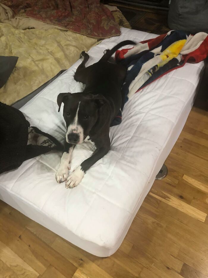 31 Dog Owners Show Off Some Of The Coolest Things They Did For Their Dogs In The “I Did It For My Dog” Challenge On Facebook