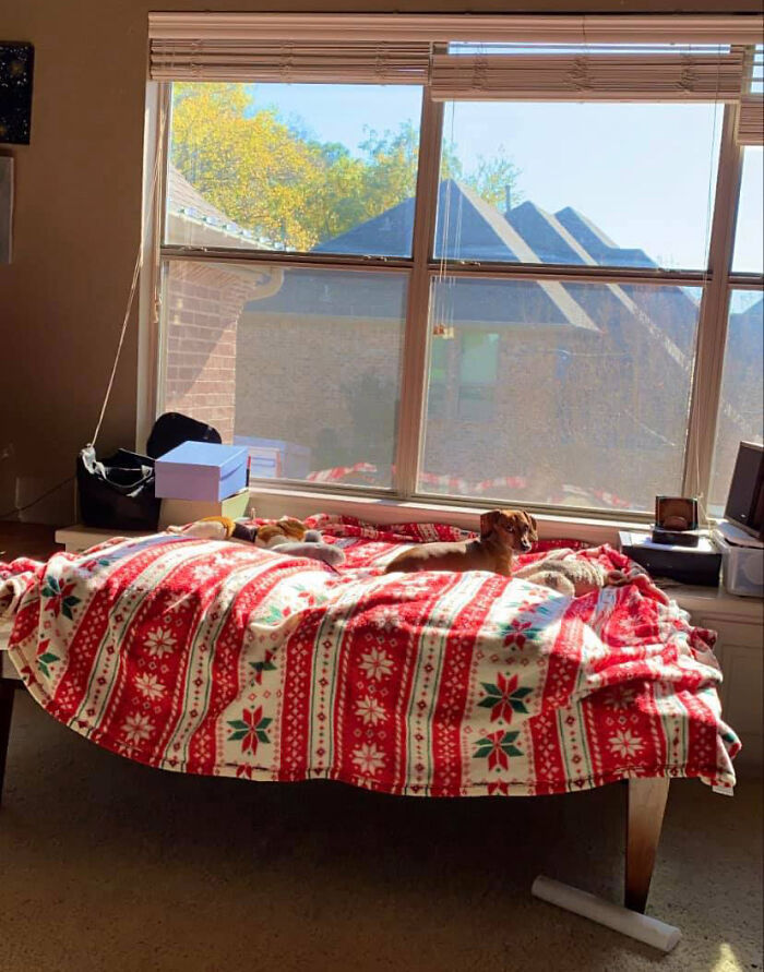 31 Dog Owners Show Off Some Of The Coolest Things They Did For Their Dogs In The “I Did It For My Dog” Challenge On Facebook