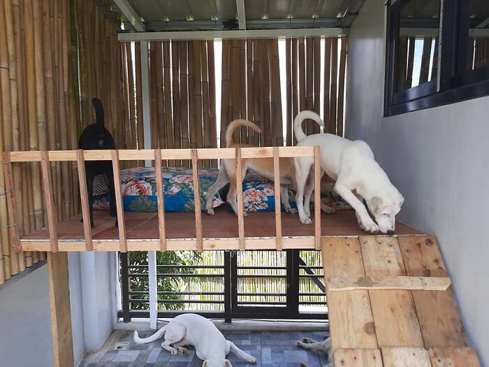 31 Dog Owners Show Off Some Of The Coolest Things They Did For Their Dogs In The “I Did It For My Dog” Challenge On Facebook