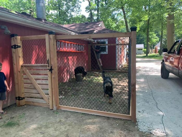 31 Dog Owners Show Off Some Of The Coolest Things They Did For Their Dogs In The “I Did It For My Dog” Challenge On Facebook