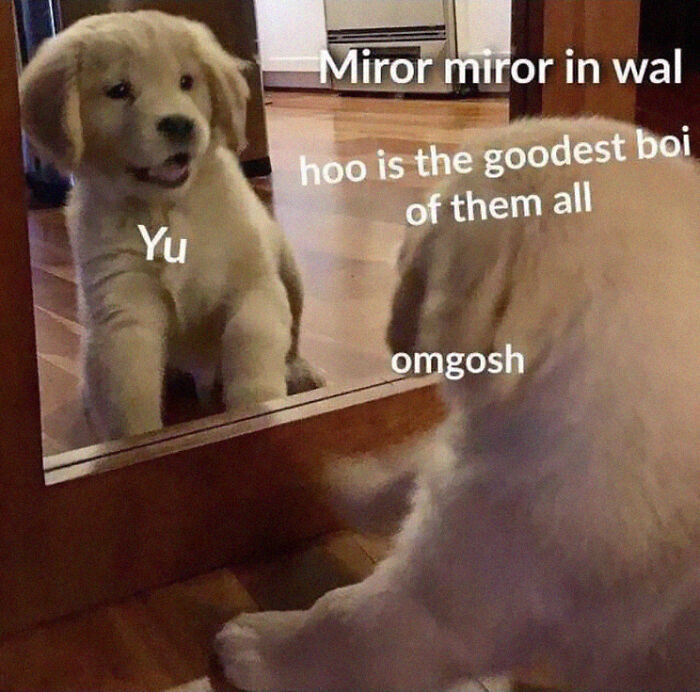 Hey Pandas, Share Your Favorite Dog Memes (Closed) Hey Pandas, Share Your Favorite Dog Memes (Closed)