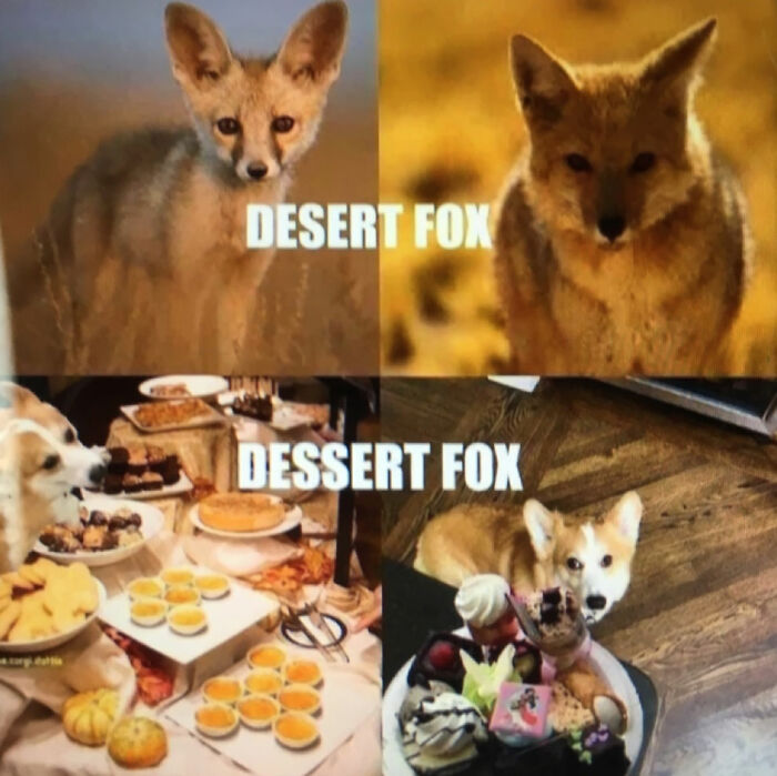 Hey Pandas, Share Your Favorite Dog Memes (Closed) Hey Pandas, Share Your Favorite Dog Memes (Closed)