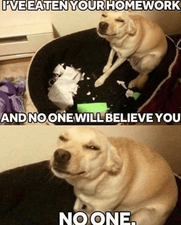 Hey Pandas, Share Your Favorite Dog Memes (Closed) Hey Pandas, Share Your Favorite Dog Memes (Closed)