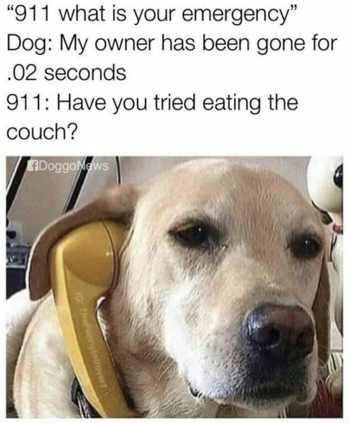 Hey Pandas, Share Your Favorite Dog Memes (Closed) Hey Pandas, Share Your Favorite Dog Memes (Closed)