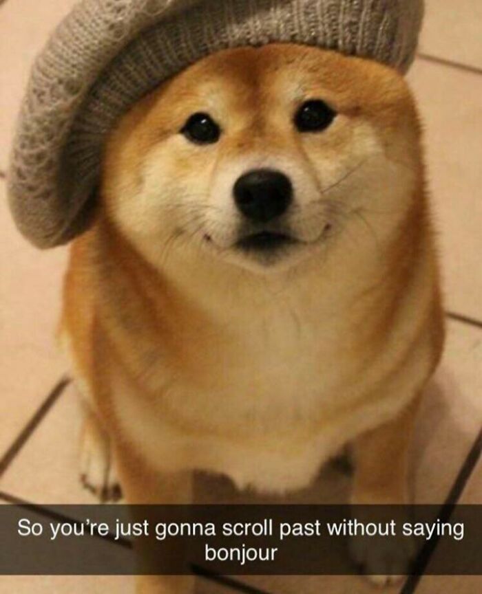 Hey Pandas, Share Your Favorite Dog Memes (Closed) Hey Pandas, Share Your Favorite Dog Memes (Closed)