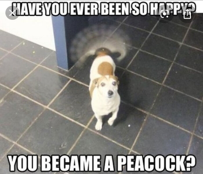 Hey Pandas, Share Your Favorite Dog Memes (Closed) Hey Pandas, Share Your Favorite Dog Memes (Closed)