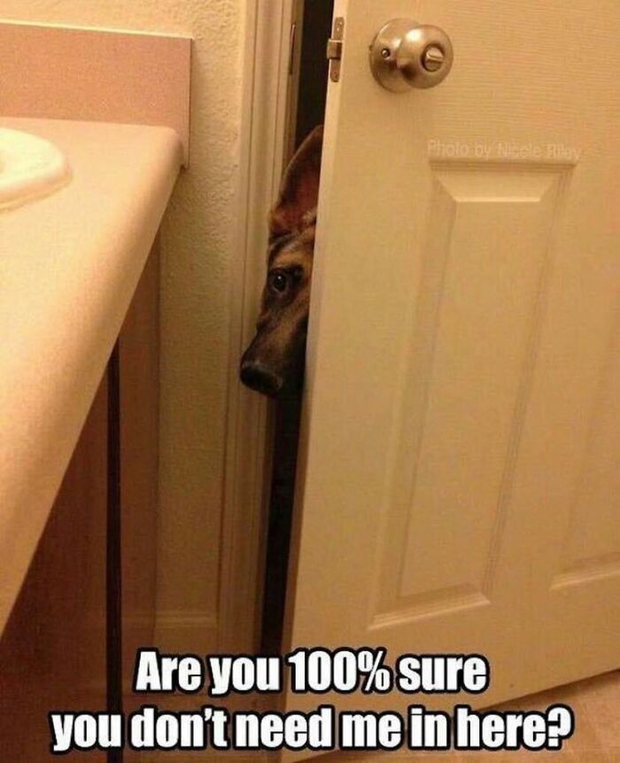 Hey Pandas, Share Your Favorite Dog Memes (Closed) Hey Pandas, Share Your Favorite Dog Memes (Closed)