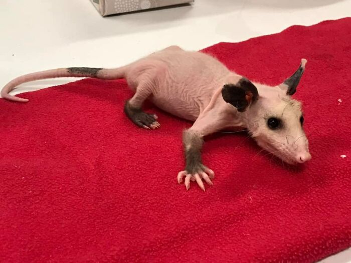 Hairless Opossum Was Saved In Lubbock From Cold Wilderness, And The People Are Knitting Sweaters For Her Hairless Opossum Was Saved In Lubbock From Cold Wilderness, And The People Are Knitting Sweaters For Her