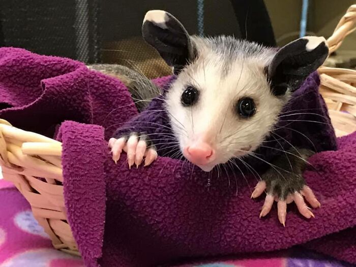 Hairless Opossum Was Saved In Lubbock From Cold Wilderness, And The People Are Knitting Sweaters For Her Hairless Opossum Was Saved In Lubbock From Cold Wilderness, And The People Are Knitting Sweaters For Her