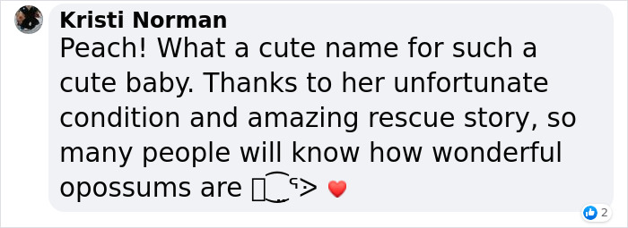 Hairless Opossum Was Saved In Lubbock From Cold Wilderness, And The People Are Knitting Sweaters For Her Hairless Opossum Was Saved In Lubbock From Cold Wilderness, And The People Are Knitting Sweaters For Her