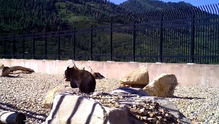 The Highway Overpass In Utah Is A Major Success And The Video Shows Many Wild Animals Using It To Avoid Danger The Highway Overpass In Utah Is A Major Success And The Video Shows Many Wild Animals Using It To Avoid Danger