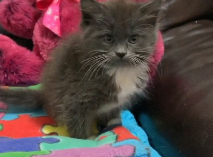 Kitten With Twisted Legs Wins People’s Hearts And Finds Her Forever Home Kitten With Twisted Legs Wins People’s Hearts And Finds Her Forever Home