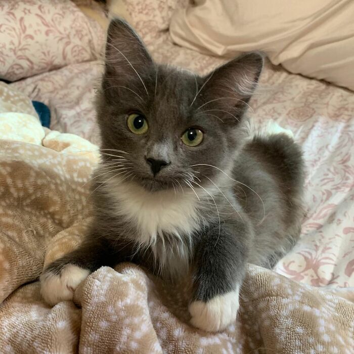 Kitten With Twisted Legs Wins People’s Hearts And Finds Her Forever Home Kitten With Twisted Legs Wins People’s Hearts And Finds Her Forever Home