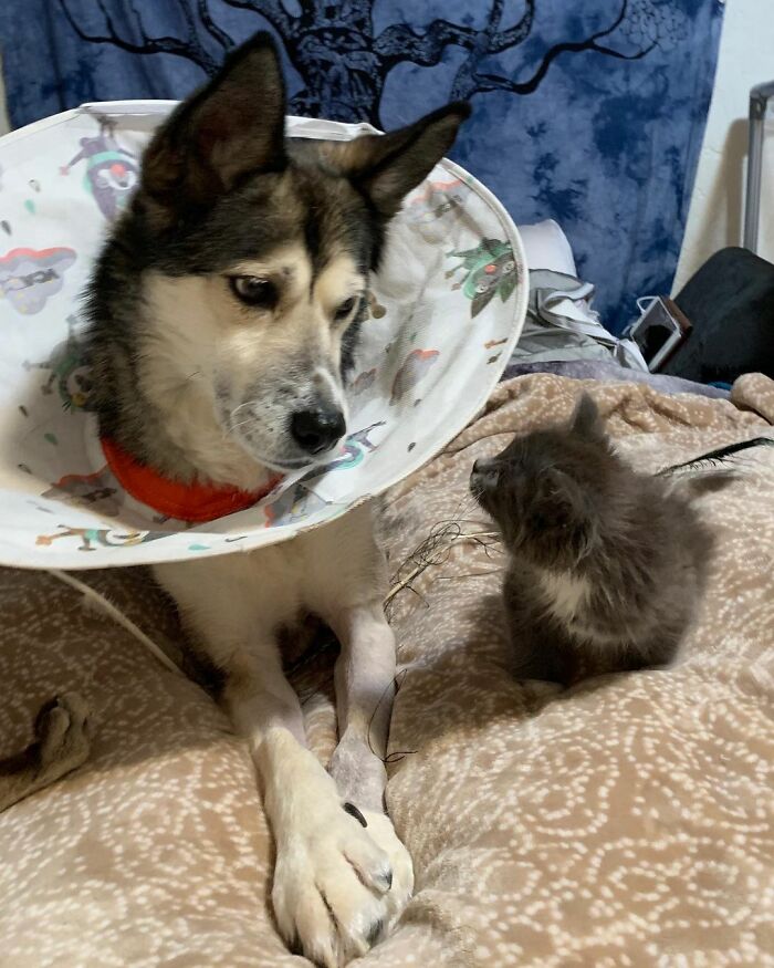 Kitten With Twisted Legs Wins People’s Hearts And Finds Her Forever Home Kitten With Twisted Legs Wins People’s Hearts And Finds Her Forever Home