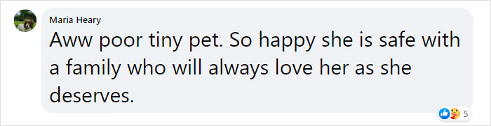 Kitten With Twisted Legs Wins People’s Hearts And Finds Her Forever Home Kitten With Twisted Legs Wins People’s Hearts And Finds Her Forever Home