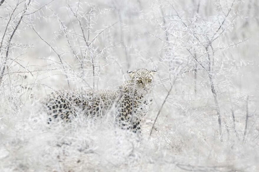 Here Are My 37 Favorite Photos That I Took In Etosha Pan In Africa Here Are My 37 Favorite Photos That I Took In Etosha Pan In Africa