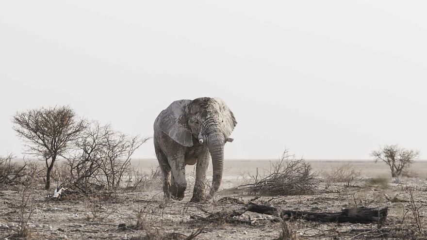 Here Are My 37 Favorite Photos That I Took In Etosha Pan In Africa Here Are My 37 Favorite Photos That I Took In Etosha Pan In Africa
