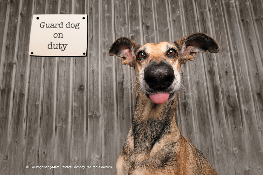 The Winners Of The Mars Petcare Comedy Pet Photo Awards 2020 Are In, And They Might Crack You Up (40 Pics) The Winners Of The Mars Petcare Comedy Pet Photo Awards 2020 Are In, And They Might Crack You Up (40 Pics)