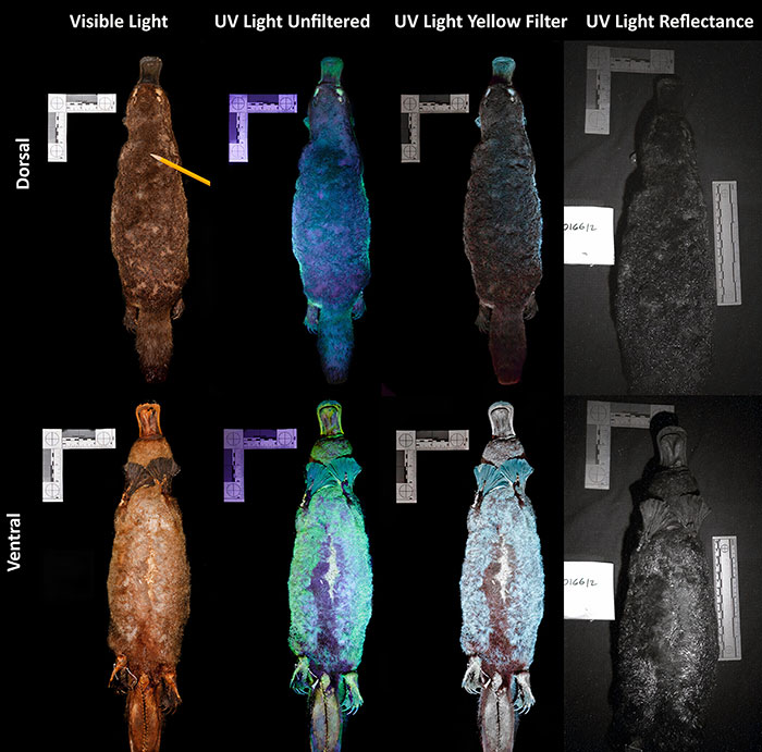 Scientists Just Realized That Platypuses Glow Under A UV Light, Further Adding To The Bizarreness Of The Animal Scientists Just Realized That Platypuses Glow Under A UV Light, Further Adding To The Bizarreness Of The Animal