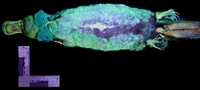Scientists Just Realized That Platypuses Glow Under A UV Light, Further Adding To The Bizarreness Of The Animal Scientists Just Realized That Platypuses Glow Under A UV Light, Further Adding To The Bizarreness Of The Animal