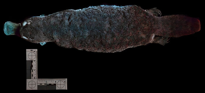 Scientists Just Realized That Platypuses Glow Under A UV Light, Further Adding To The Bizarreness Of The Animal Scientists Just Realized That Platypuses Glow Under A UV Light, Further Adding To The Bizarreness Of The Animal