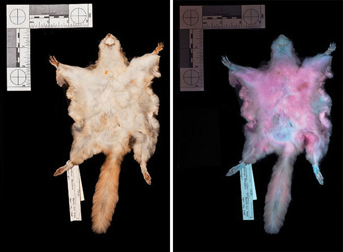 Scientists Just Realized That Platypuses Glow Under A UV Light, Further Adding To The Bizarreness Of The Animal Scientists Just Realized That Platypuses Glow Under A UV Light, Further Adding To The Bizarreness Of The Animal