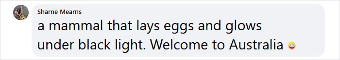 Scientists Just Realized That Platypuses Glow Under A UV Light, Further Adding To The Bizarreness Of The Animal Scientists Just Realized That Platypuses Glow Under A UV Light, Further Adding To The Bizarreness Of The Animal