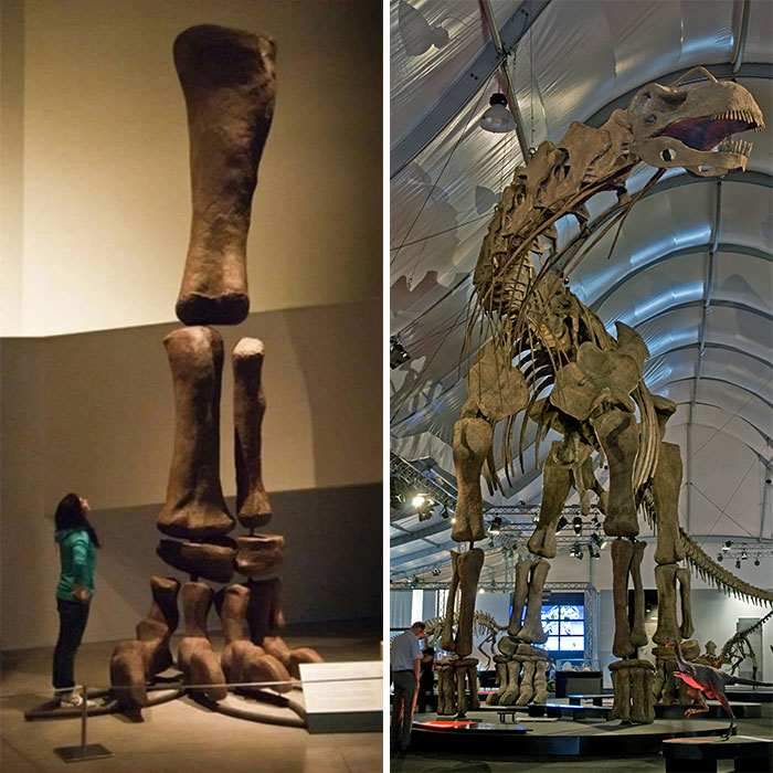 19 Ancient Fossils That’ll Make You Say ‘Whoa’ 19 Ancient Fossils That’ll Make You Say ‘Whoa’