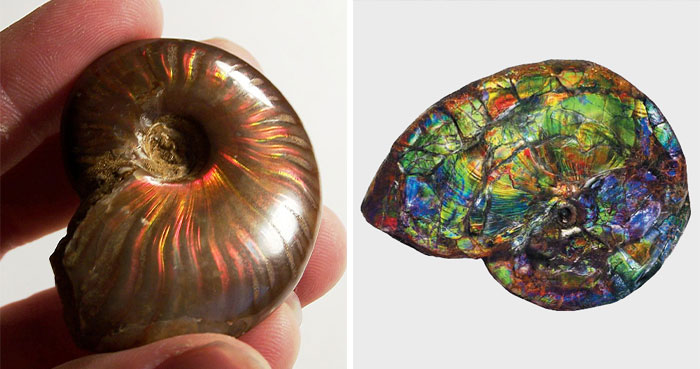 19 Ancient Fossils That’ll Make You Say ‘Whoa’ 19 Ancient Fossils That’ll Make You Say ‘Whoa’