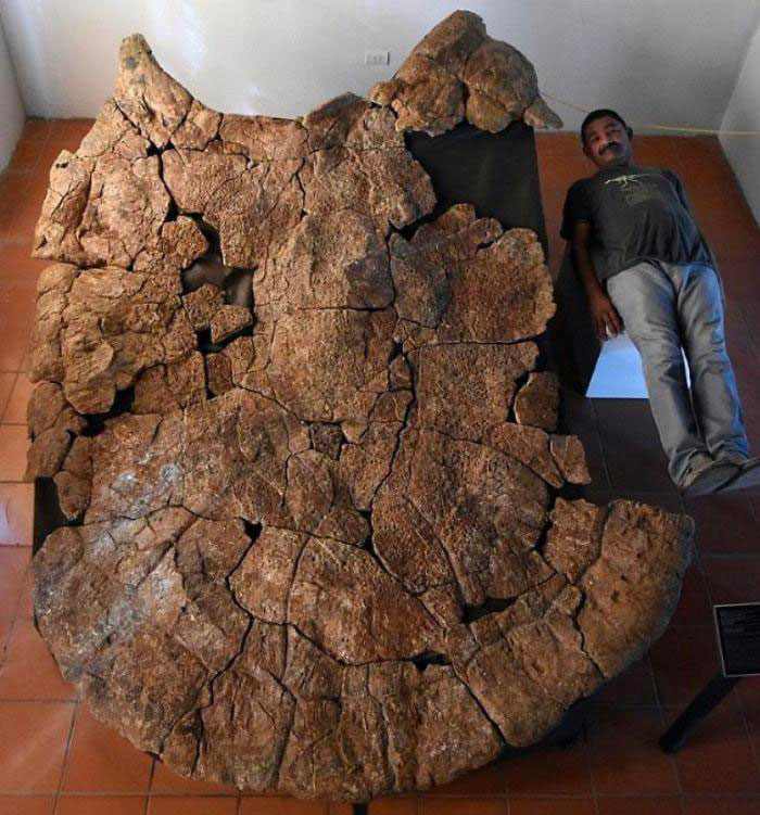 19 Ancient Fossils That’ll Make You Say ‘Whoa’ 19 Ancient Fossils That’ll Make You Say ‘Whoa’