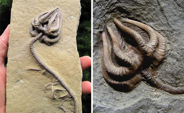 19 Ancient Fossils That’ll Make You Say ‘Whoa’ 19 Ancient Fossils That’ll Make You Say ‘Whoa’