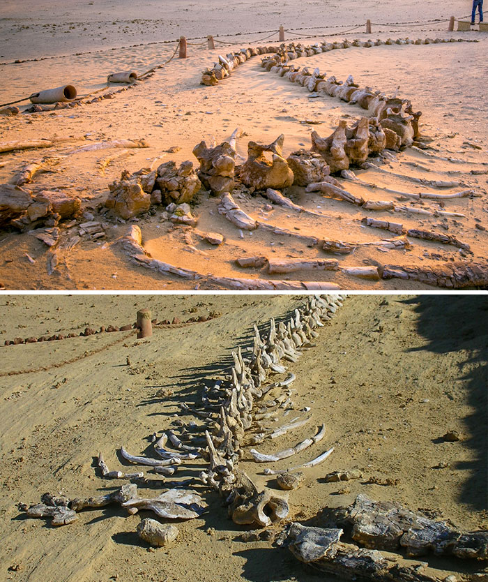 19 Ancient Fossils That’ll Make You Say ‘Whoa’ 19 Ancient Fossils That’ll Make You Say ‘Whoa’