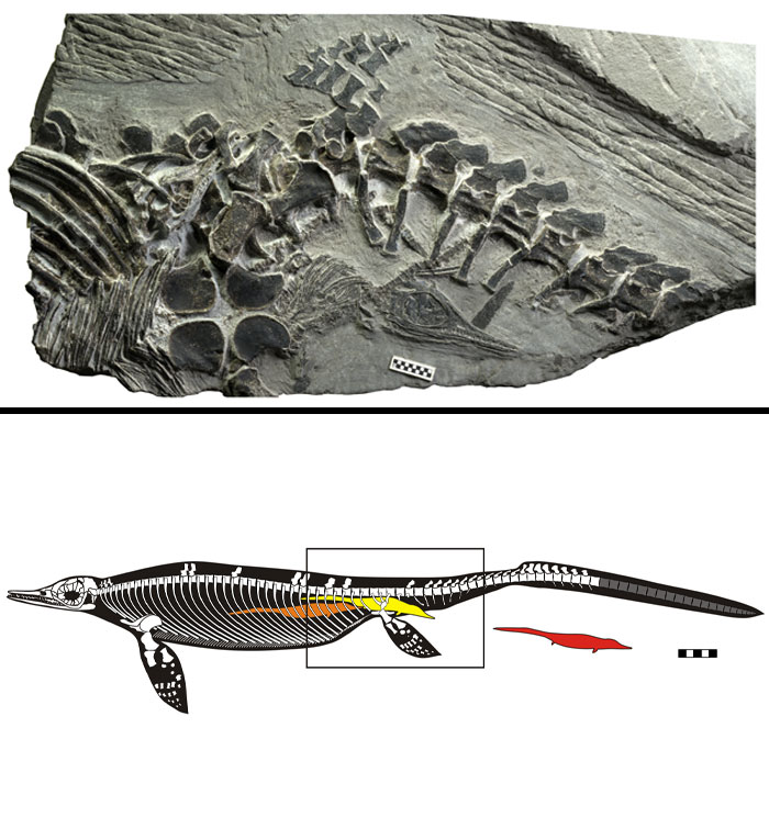 19 Ancient Fossils That’ll Make You Say ‘Whoa’ 19 Ancient Fossils That’ll Make You Say ‘Whoa’