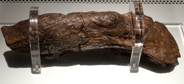 19 Ancient Fossils That’ll Make You Say ‘Whoa’ 19 Ancient Fossils That’ll Make You Say ‘Whoa’