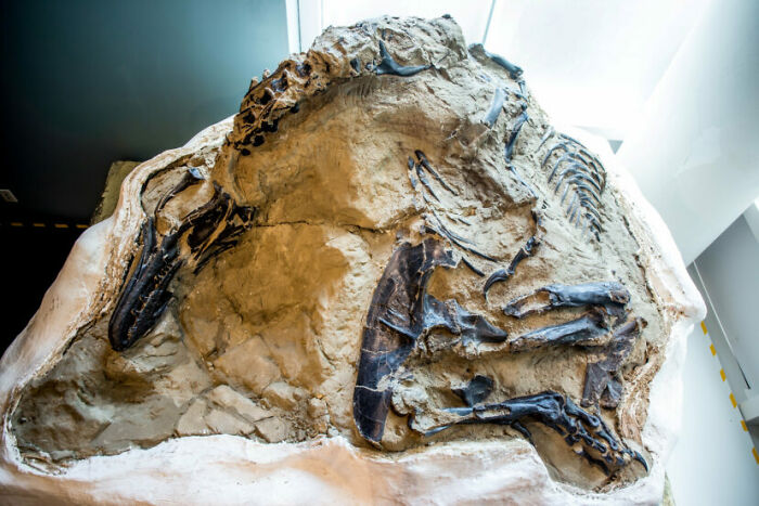 19 Ancient Fossils That’ll Make You Say ‘Whoa’ 19 Ancient Fossils That’ll Make You Say ‘Whoa’