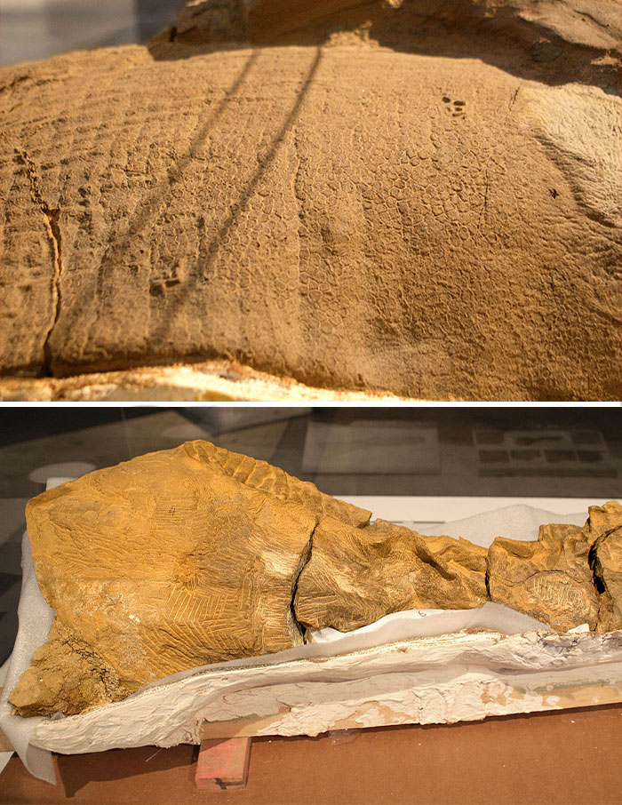 19 Ancient Fossils That’ll Make You Say ‘Whoa’ 19 Ancient Fossils That’ll Make You Say ‘Whoa’