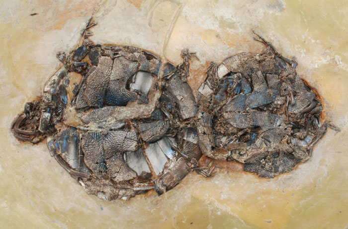 19 Ancient Fossils That’ll Make You Say ‘Whoa’ 19 Ancient Fossils That’ll Make You Say ‘Whoa’
