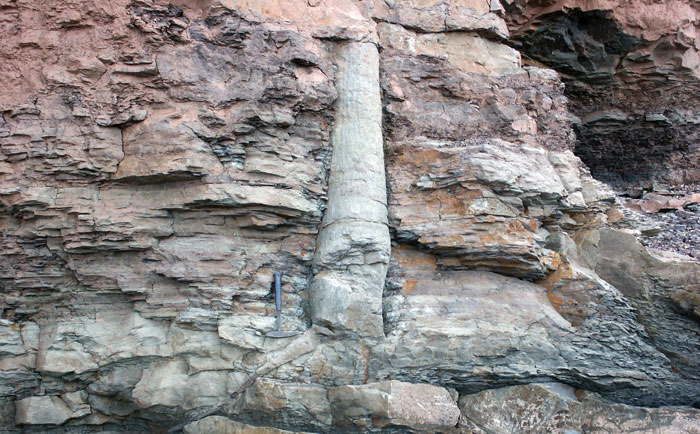 19 Ancient Fossils That’ll Make You Say ‘Whoa’ 19 Ancient Fossils That’ll Make You Say ‘Whoa’