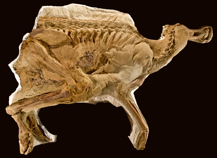 19 Ancient Fossils That’ll Make You Say ‘Whoa’ 19 Ancient Fossils That’ll Make You Say ‘Whoa’