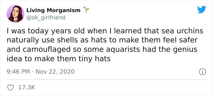 Turns Out, Sea Urchins Like To Use Shells As Hats, So People 3D-Print Them Some Cool Ones Turns Out, Sea Urchins Like To Use Shells As Hats, So People 3D-Print Them Some Cool Ones