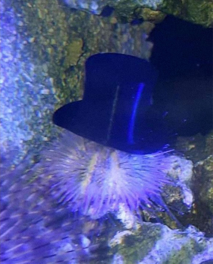 Turns Out, Sea Urchins Like To Use Shells As Hats, So People 3D-Print Them Some Cool Ones Turns Out, Sea Urchins Like To Use Shells As Hats, So People 3D-Print Them Some Cool Ones