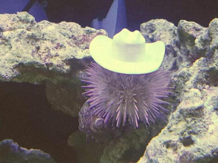 Turns Out, Sea Urchins Like To Use Shells As Hats, So People 3D-Print Them Some Cool Ones Turns Out, Sea Urchins Like To Use Shells As Hats, So People 3D-Print Them Some Cool Ones